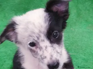 Border Collie perros Border Collie - Anuncio 3