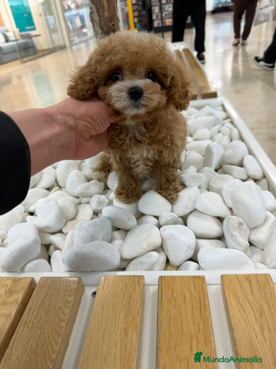 Caniche Toy perros en venta: Hembrita línea asiática Teddy  - Anuncio 1