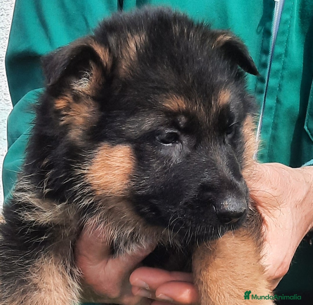 Pastor Alemán perros en venta: Pastores alemanes  - Imagen 7