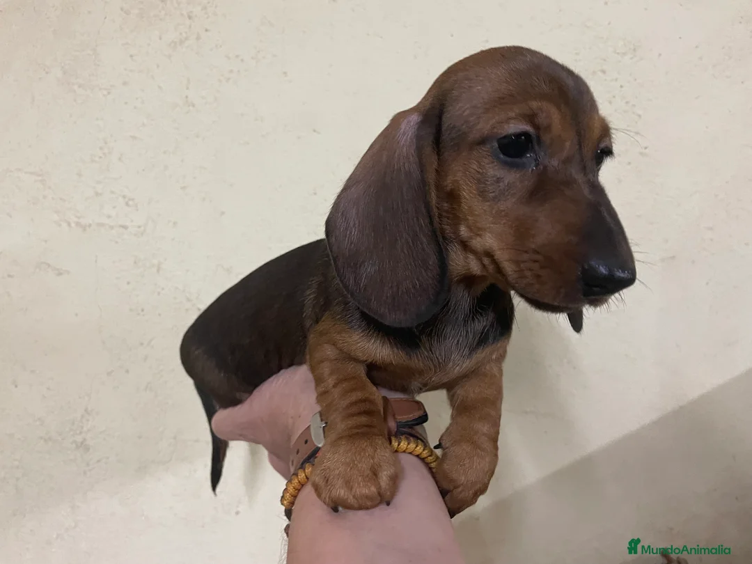 Teckel perros en venta: Teckel kaninchen  - Anuncio 2