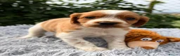 Épagneul Breton perros en venta: CAMADA DE BRETÓN ESPAÑOL CALIDAD - Anuncio 2