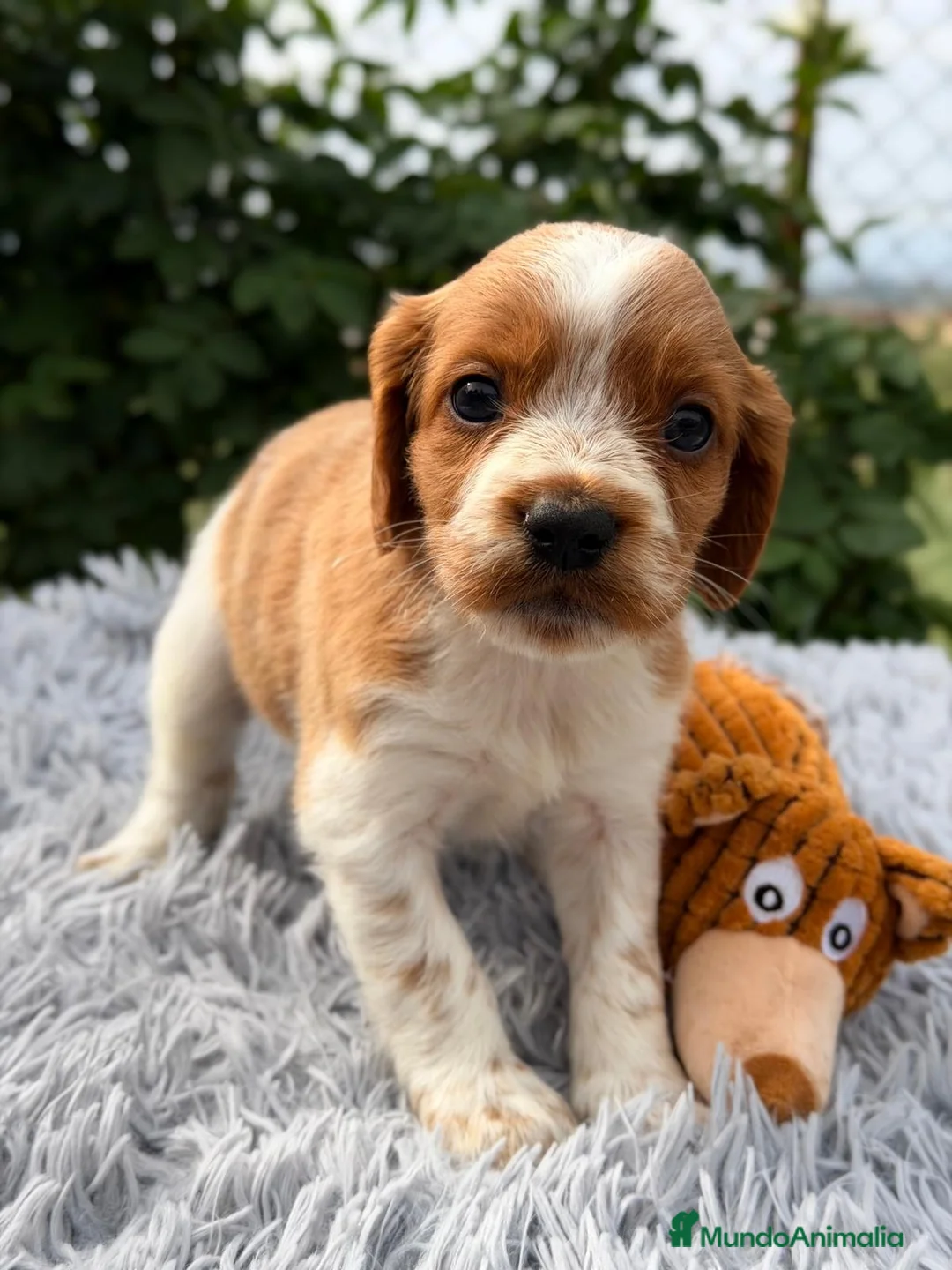 Épagneul Breton perros en venta: CAMADA DE BRETÓN ESPAÑOL CALIDAD - Anuncio 2