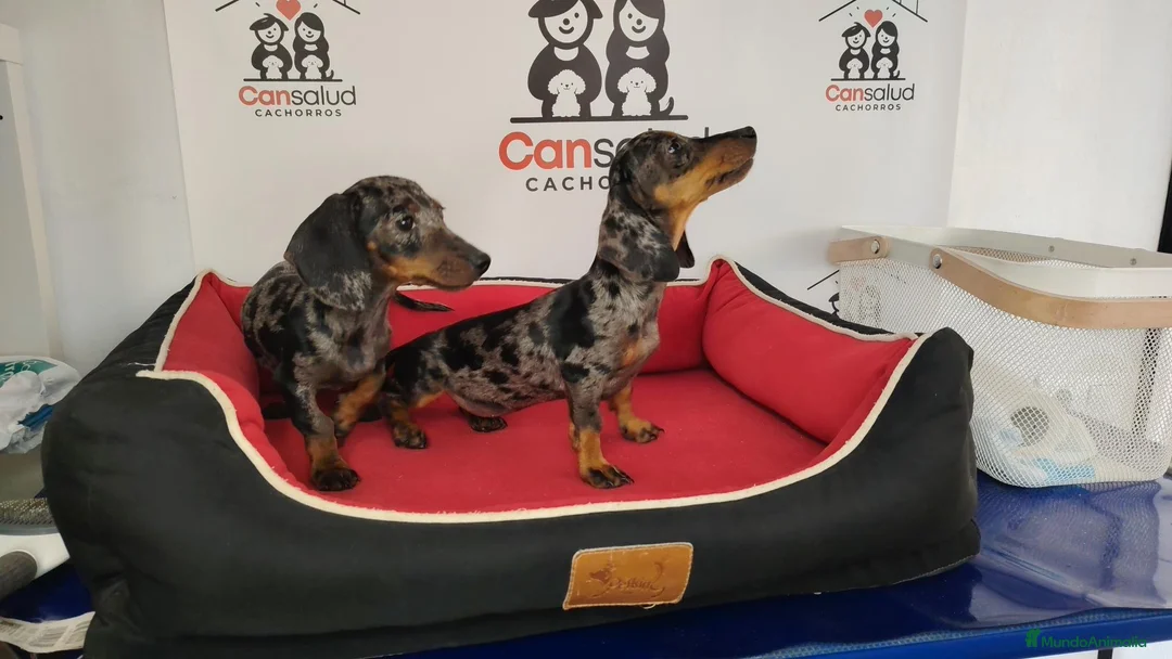 Teckel perros en venta: Teckel Arlequín plata - Anuncio 2