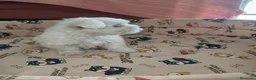 Bichón Maltés perros en venta: Bichon maltes Toy  - Anuncio 5
