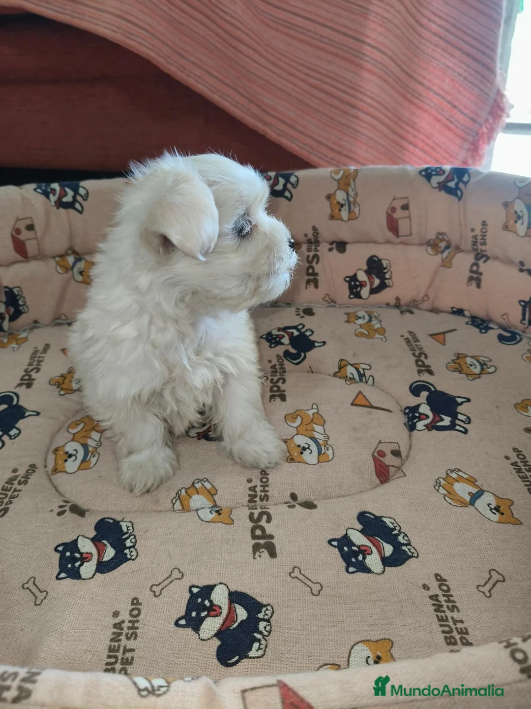 Bichón Maltés perros en venta: Bichon maltes Toy  - Anuncio 5