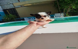 Chihuahua perros en venta: Chihuahua toy  - Imagen 3