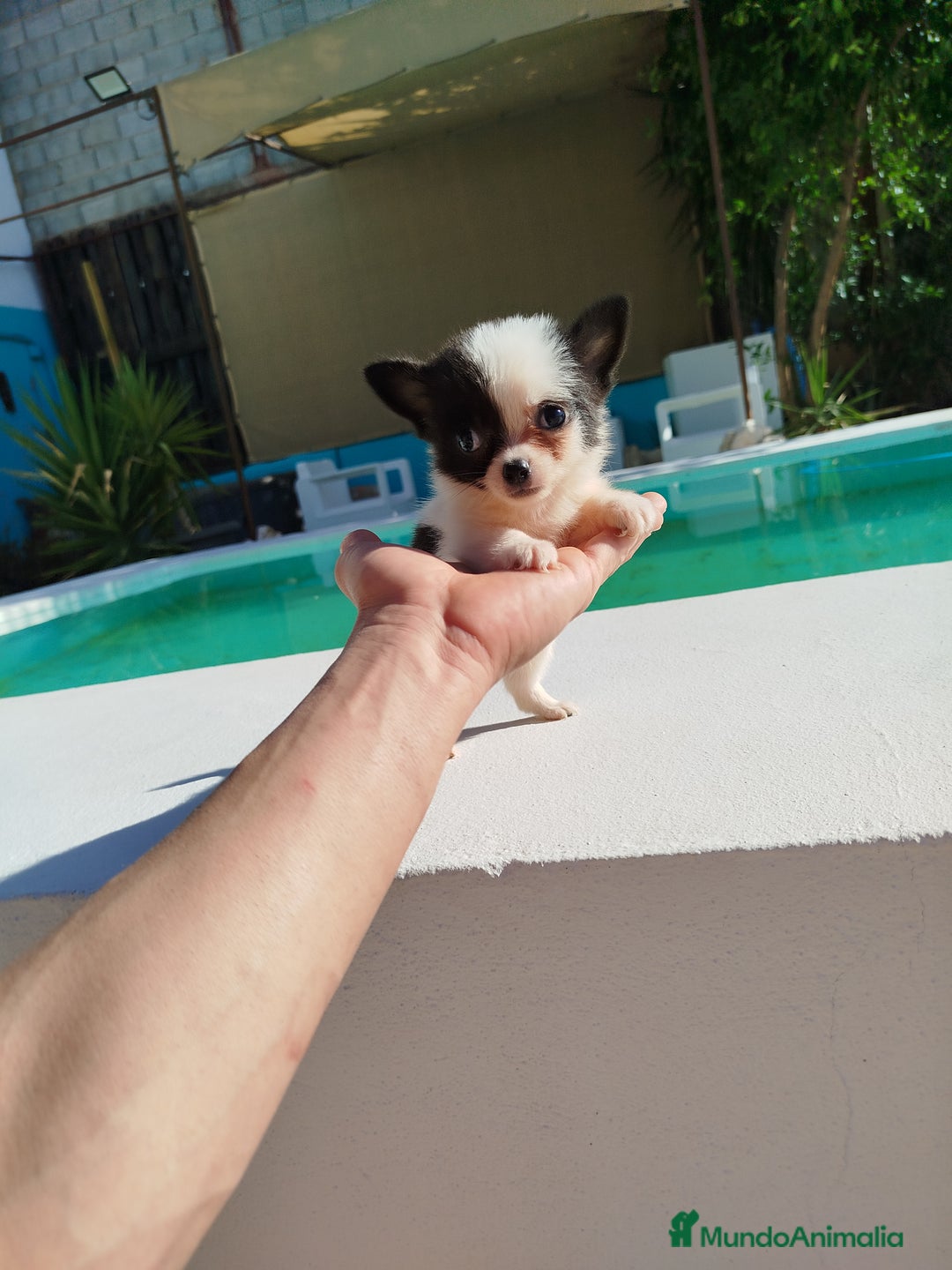 Chihuahua perros en venta: Chihuahua toy  - Imagen 3