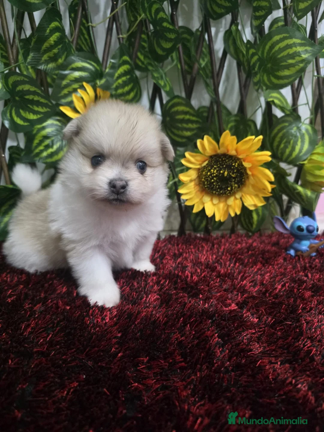 Pomerania perros en venta: Pomerania - Anuncio 1