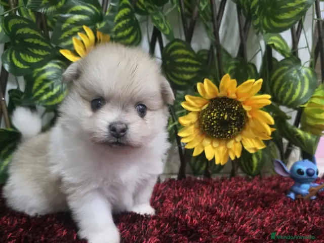 Pomerania perros Pomerania - Anuncio 3
