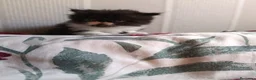 Persa gatos en venta: Gatitos Persas  - Anuncio 3