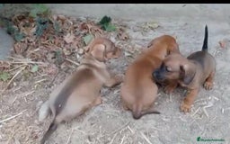 Raza Mixta perros en venta: Teckel - Imagen 1