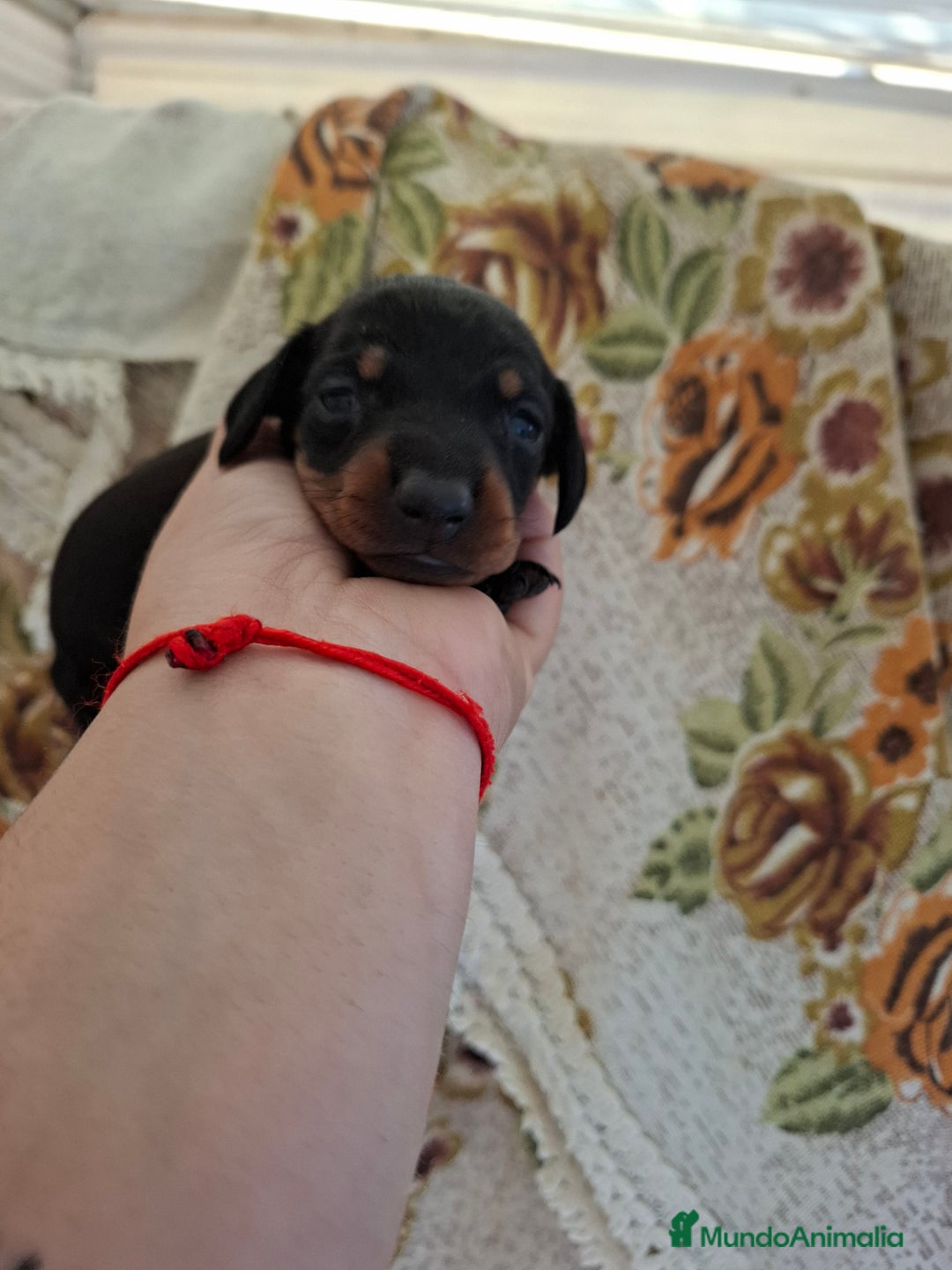 Teckel perros en venta: Teckel  - Imagen 3