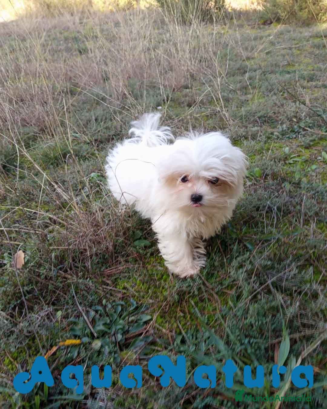 Bichón Maltés perros en venta: Bichon Maltes Macho de Cora 4566 AQUANATURA - Anuncio 5