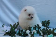 Pomerania Cachorro 10