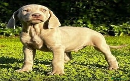 Braco de Auvernia perros en venta: Camada Braco de Weimar - Imagen 2