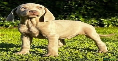 Braco de Auvernia perros Camada Braco de Weimar - Anuncio 4