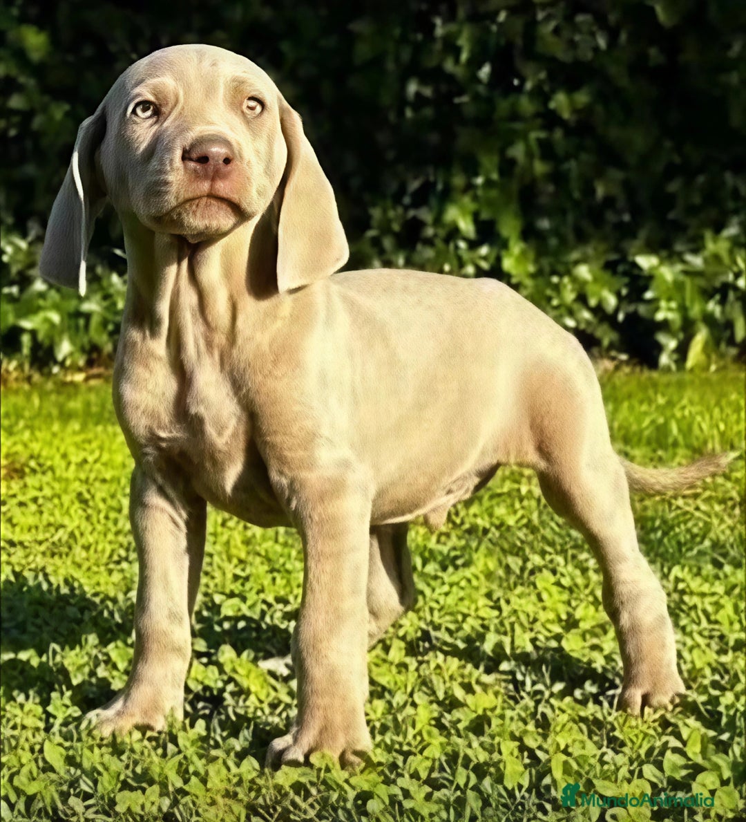 Braco de Auvernia perros en venta: Camada Braco de Weimar - Imagen 2