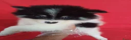 Pomerania perros en venta: Pomerania Mini  - Anuncio 1