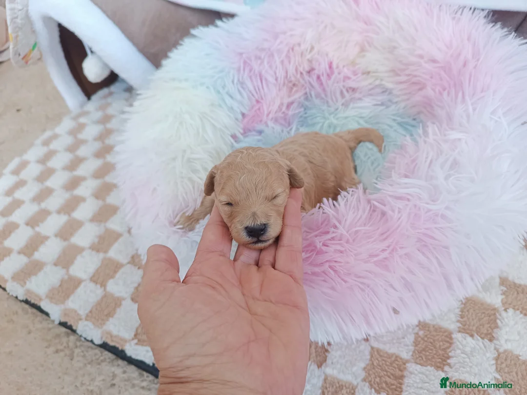 Caniche Toy perros en venta: CANICHE TOY MACHITO - Anuncio 4