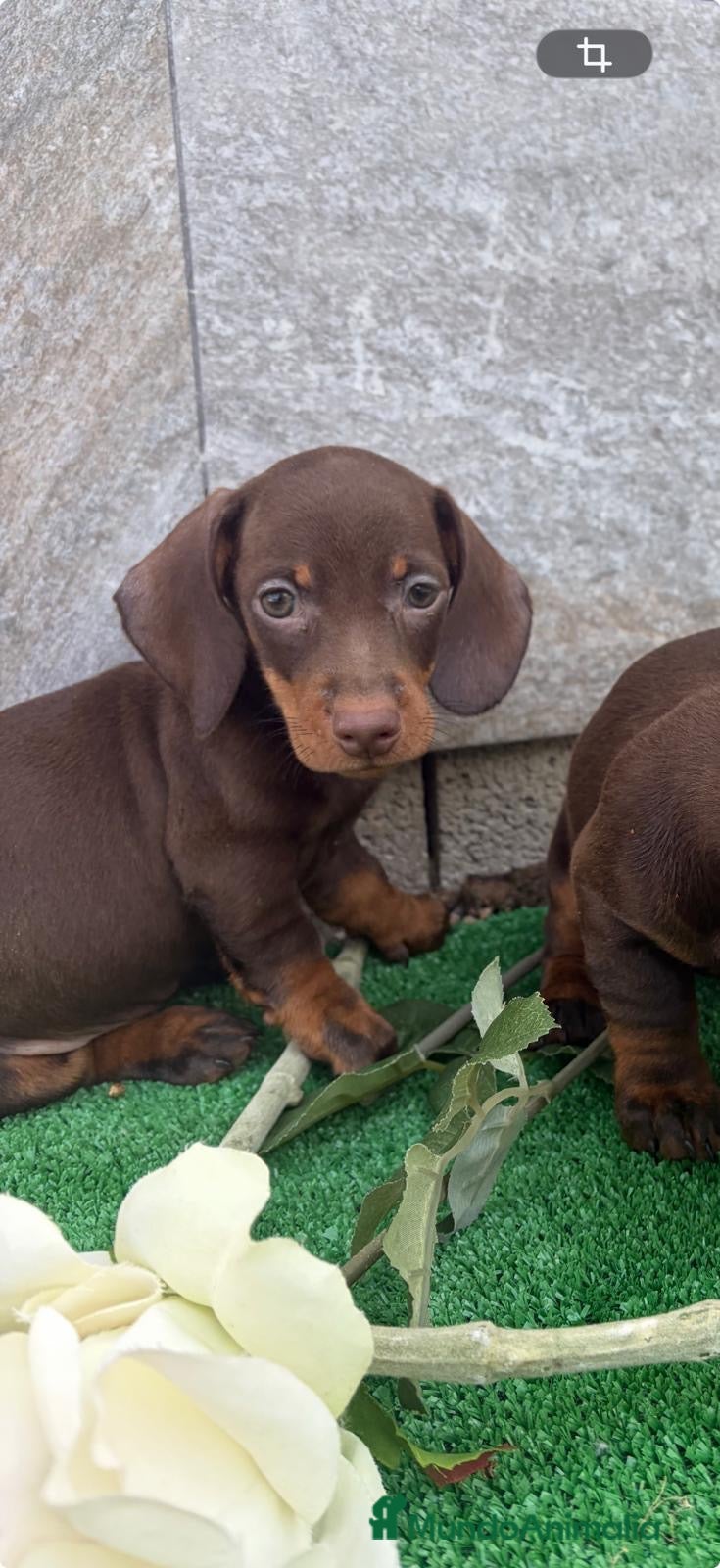 Teckel Miniatura perros en venta: Teckel - Anuncio 1
