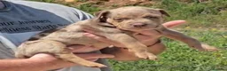 American Bully perros en venta: American Bully - Anuncio 3