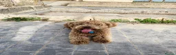 Perro de Agua Español perros en venta: Última hembra de perro de aguas!! - Anuncio 2