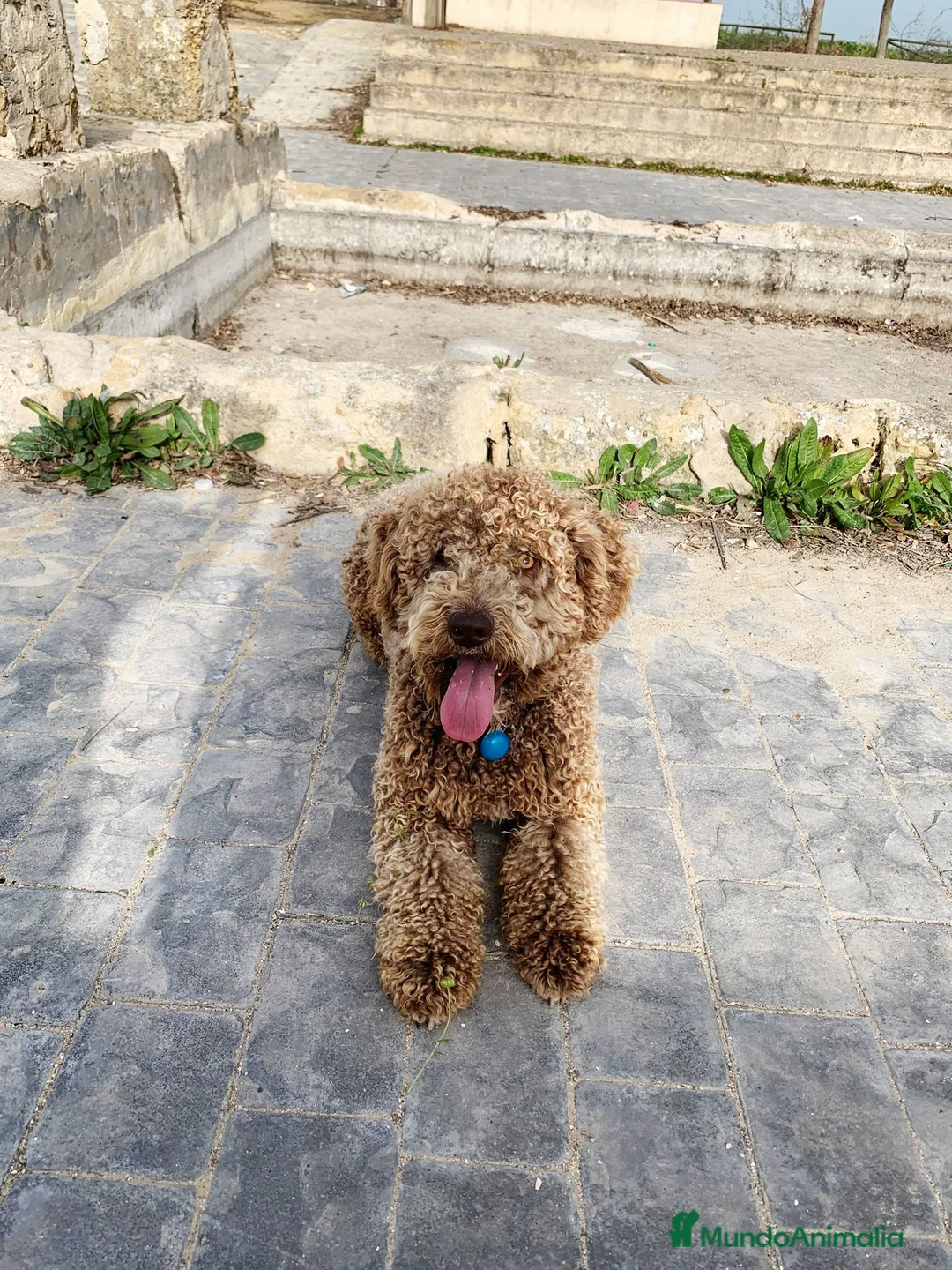 Perro de Agua Español perros en venta: Última hembra de perro de aguas!! - Anuncio 2
