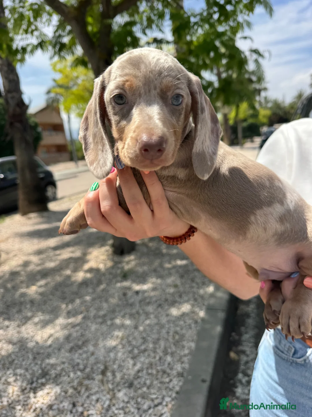 Teckel Miniatura perros en venta: teckel arlequin isabela  - Anuncio 4