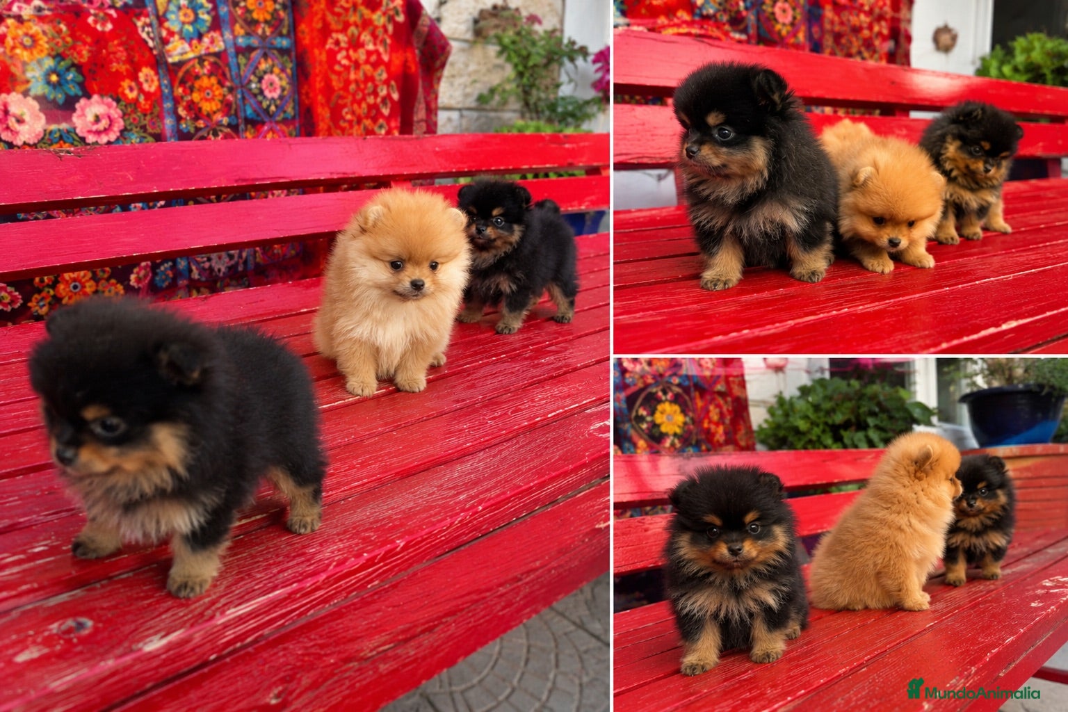 Pomerania perros POMERANIA - TOY - CACHORROS - MADRID  - Anuncio 1