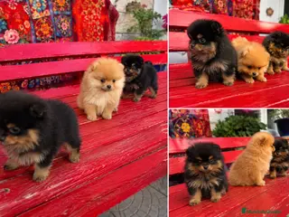 Pomerania perros POMERANIA - TOY - CACHORROS - MADRID - Anuncio 1
