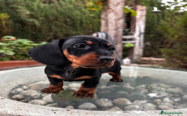 Teckel Miniatura perros Teckel Toy Campeón del Mundo - Anuncio 1