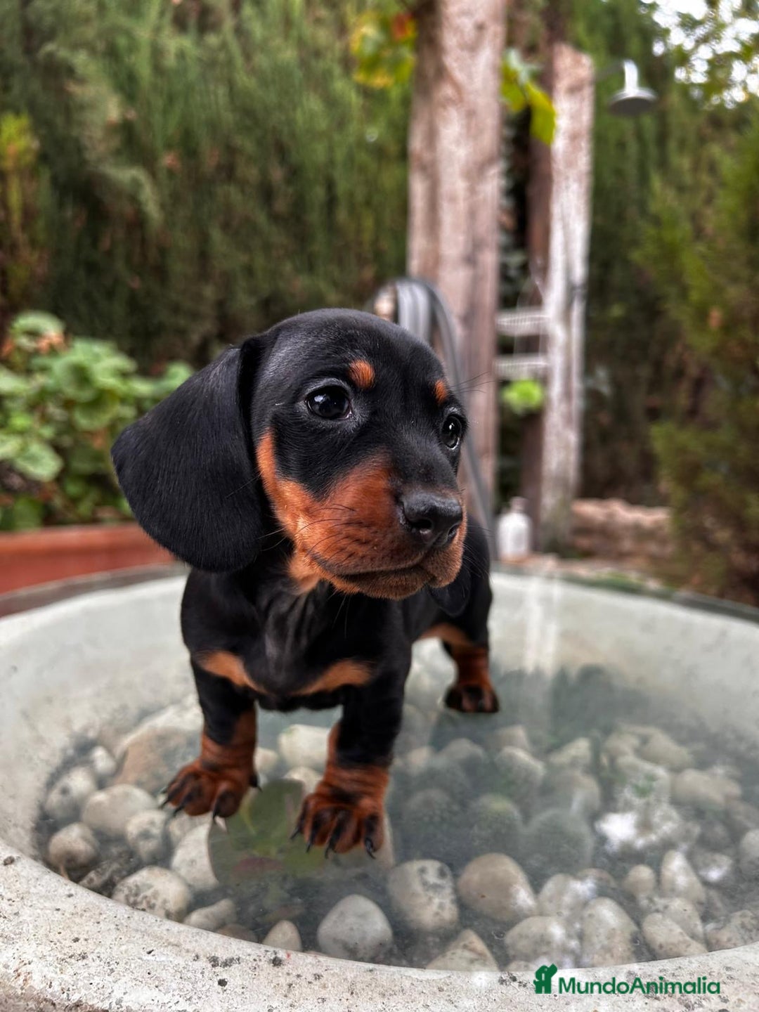 Teckel Miniatura perros en venta: Teckel mini Kaninchen Campeón del Mundo - Anuncio 4