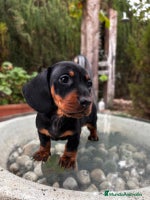 Teckel Miniatura perros Teckel Toy Campeón del Mundo - Anuncio 2