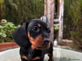 Teckel Miniatura perros Teckel Toy Campeón del Mundo - Anuncio 1