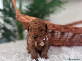 Caniche Toy perros CANICHE TOY HEMBRA ROJA - Anuncio 1