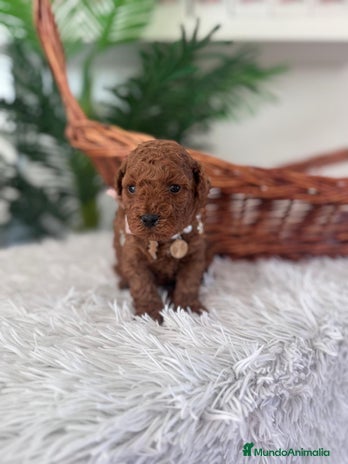 Caniche Toy perros CANICHE TOY HEMBRA ROJA - Anuncio 1