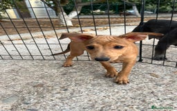 Pinscher Miniatura perros en venta: Cachorros mini Pinscher  - Imagen 5