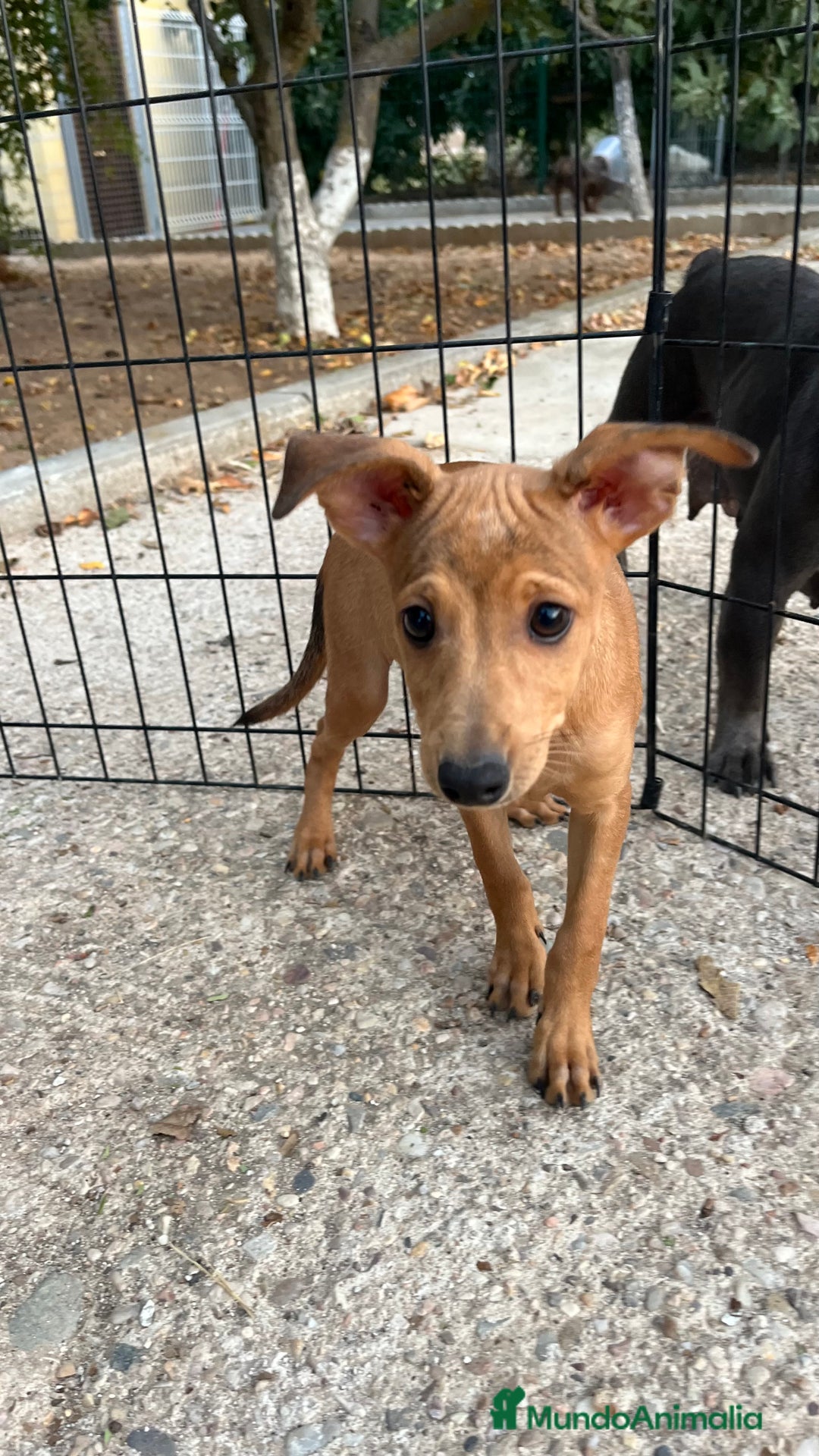 Pinscher Miniatura perros en venta: Cachorros mini Pinscher  - Imagen 5