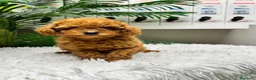 Caniche Toy perros en venta: CANICHE TOY - Anuncio 3