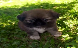 Pekinés perros en venta: PEKINES IMPERIAL HEMBRAS - Imagen 1