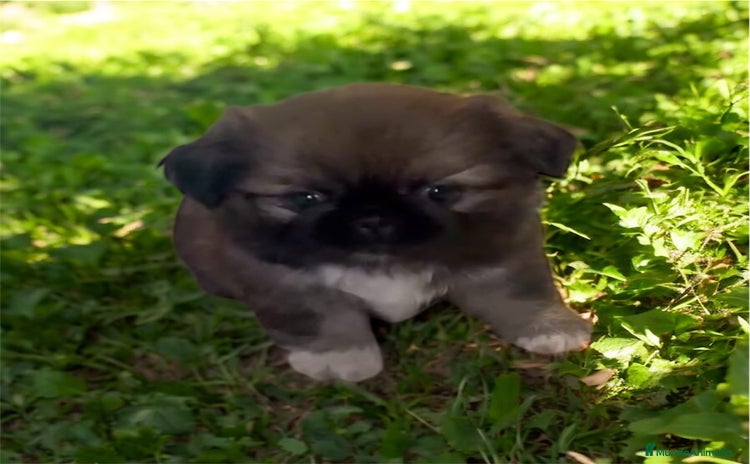Pekinés perros - Anuncio 1