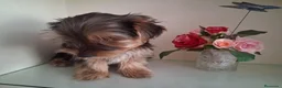 Yorkshire Terrier perros en venta: Yorkshire Terrier - Anuncio 9