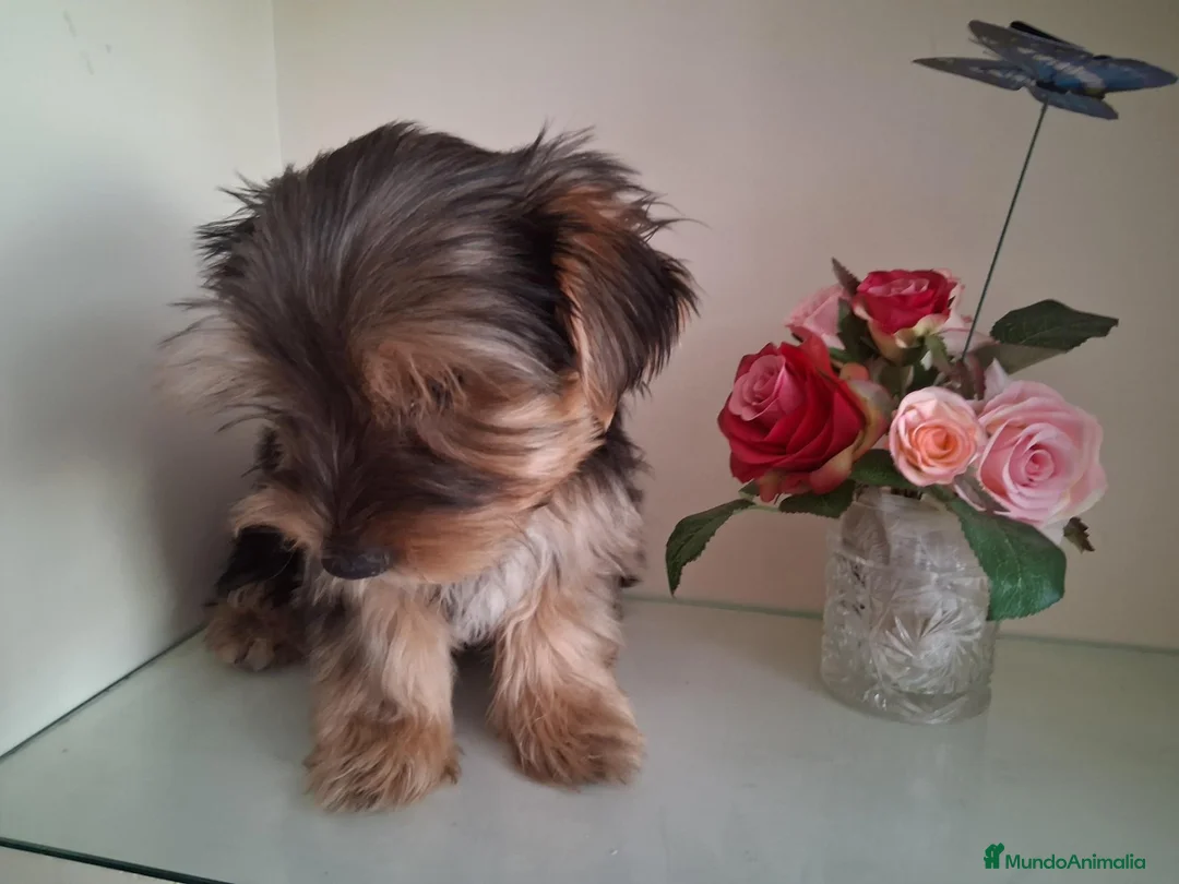 Yorkshire Terrier perros en venta: Yorkshire Terrier - Anuncio 9