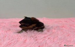 Yorkshire Terrier perros en venta: Yorkshire miniatura macho  - Imagen 4