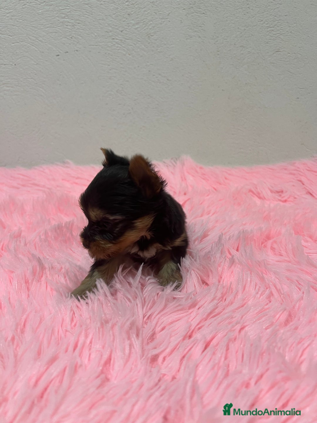 Yorkshire Terrier perros en venta: Yorkshire miniatura macho  - Imagen 4