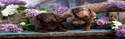 Teckel Miniatura perros en venta: TECKEL ALMERIA - LISTOS PARA ENTREGA  - Anuncio 7