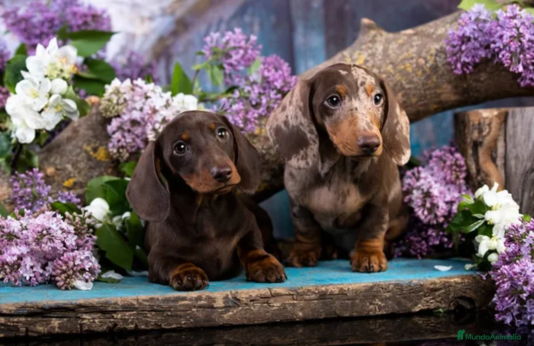 Teckel Miniatura perros en venta: TECKEL ALMERIA - LISTOS PARA ENTREGA  - Anuncio 7