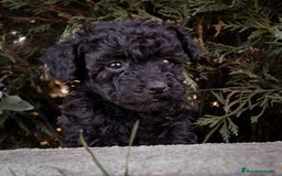 Caniche Toy perros en venta: Camada caniche Toy negro - Imagen 3