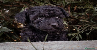 Caniche Toy perros - Anuncio 4