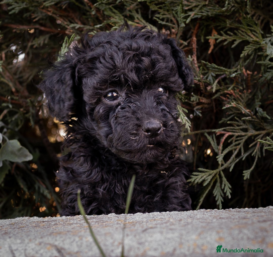 Caniche Toy perros en venta: Camada caniche Toy negro - Imagen 3